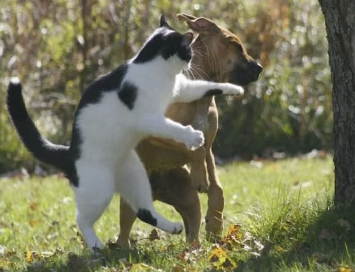 This Page Shared 50 Funniest Animal Photos That Deserve A Comedy Award