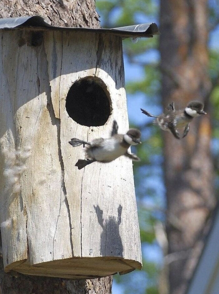 This Page Shared 50 Funniest Animal Photos That Deserve A Comedy Award