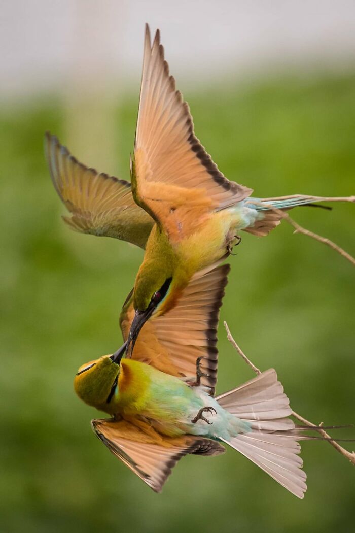 This Page Shared 50 Funniest Animal Photos That Deserve A Comedy Award
