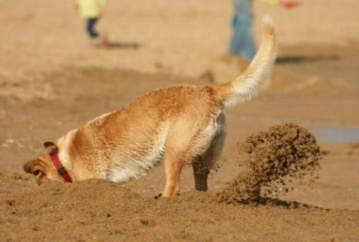This Page Shared 50 Funniest Animal Photos That Deserve A Comedy Award