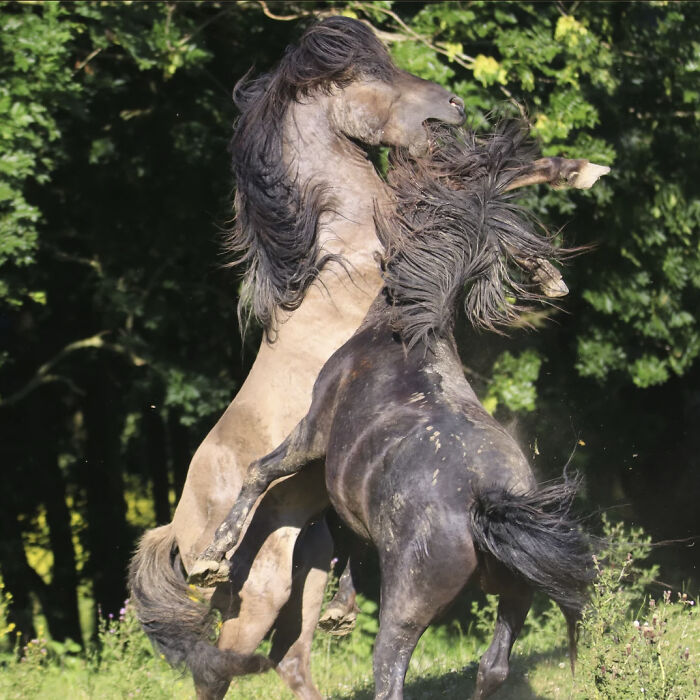 This Page Shared 50 Funniest Animal Photos That Deserve A Comedy Award