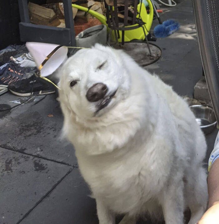 This Page Shared 50 Funniest Animal Photos That Deserve A Comedy Award