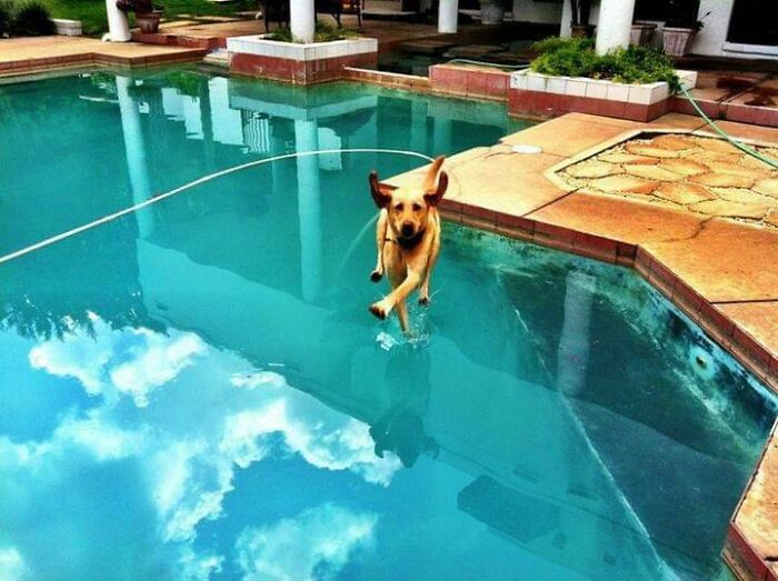 This Page Shared 50 Funniest Animal Photos That Deserve A Comedy Award