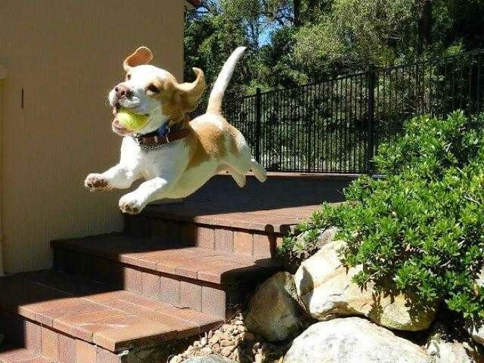 This Page Shared 50 Funniest Animal Photos That Deserve A Comedy Award