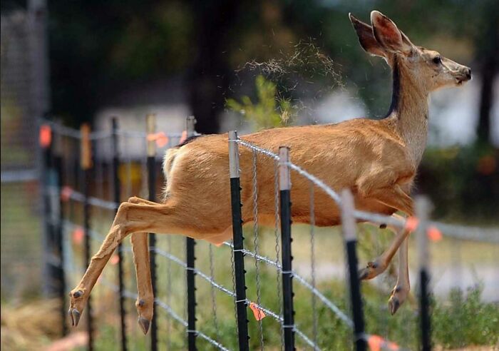 This Page Shared 50 Funniest Animal Photos That Deserve A Comedy Award
