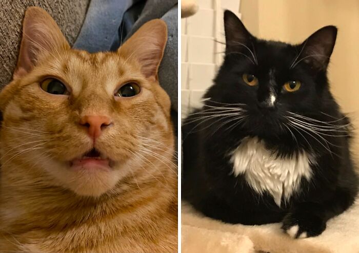 75 Pet Parents Share The Most Hilarious And Crazy Reasons They Had To Pay A Bill At The Vet