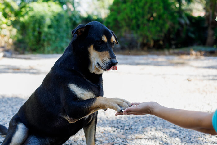 75 Pet Parents Share The Most Hilarious And Crazy Reasons They Had To Pay A Bill At The Vet