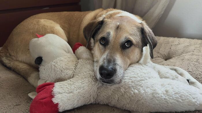 75 Pet Parents Share The Most Hilarious And Crazy Reasons They Had To Pay A Bill At The Vet