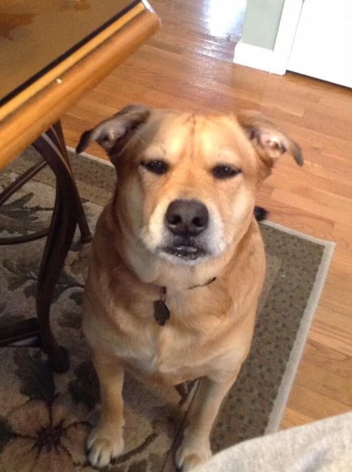 75 Pet Parents Share The Most Hilarious And Crazy Reasons They Had To Pay A Bill At The Vet