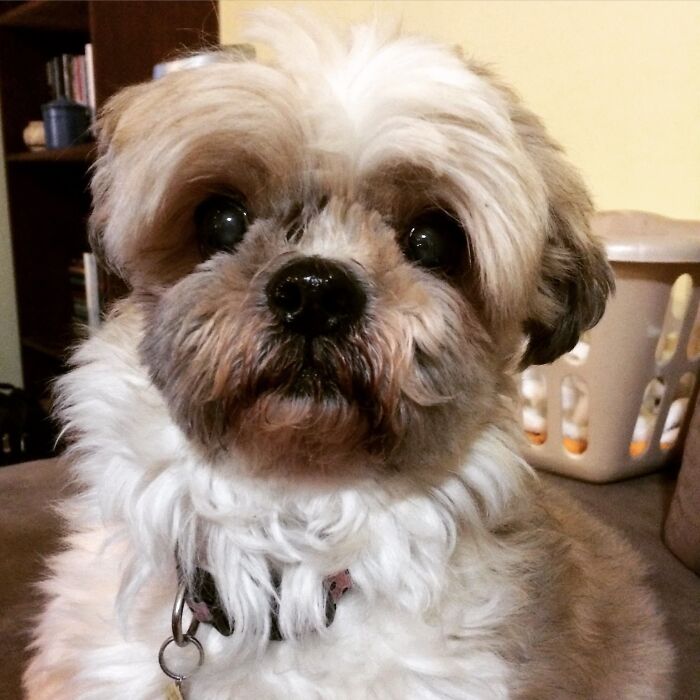 75 Pet Parents Share The Most Hilarious And Crazy Reasons They Had To Pay A Bill At The Vet