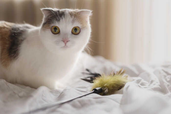 75 Pet Parents Share The Most Hilarious And Crazy Reasons They Had To Pay A Bill At The Vet