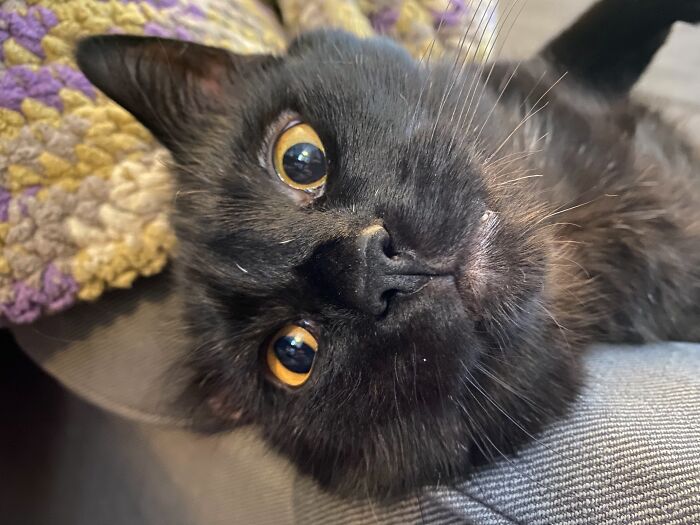 75 Pet Parents Share The Most Hilarious And Crazy Reasons They Had To Pay A Bill At The Vet
