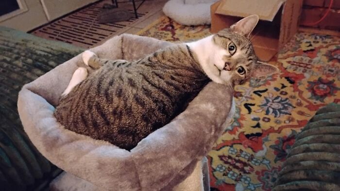 75 Pet Parents Share The Most Hilarious And Crazy Reasons They Had To Pay A Bill At The Vet