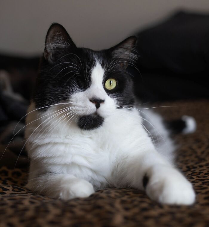 75 Pet Parents Share The Most Hilarious And Crazy Reasons They Had To Pay A Bill At The Vet