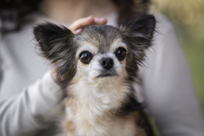 75 Pet Parents Share The Most Hilarious And Crazy Reasons They Had To Pay A Bill At The Vet