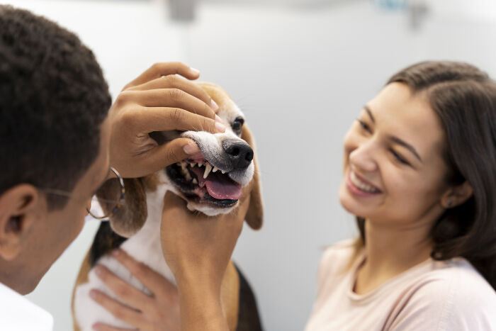 75 Pet Parents Share The Most Hilarious And Crazy Reasons They Had To Pay A Bill At The Vet