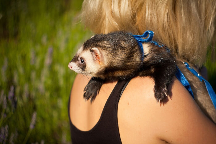 75 Pet Parents Share The Most Hilarious And Crazy Reasons They Had To Pay A Bill At The Vet