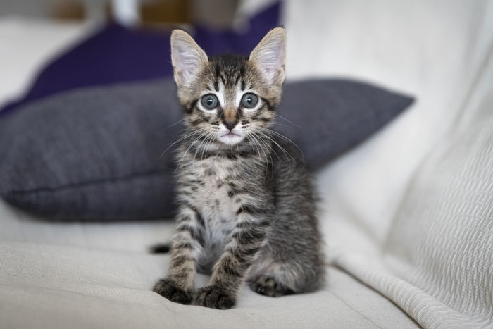 75 Pet Parents Share The Most Hilarious And Crazy Reasons They Had To Pay A Bill At The Vet