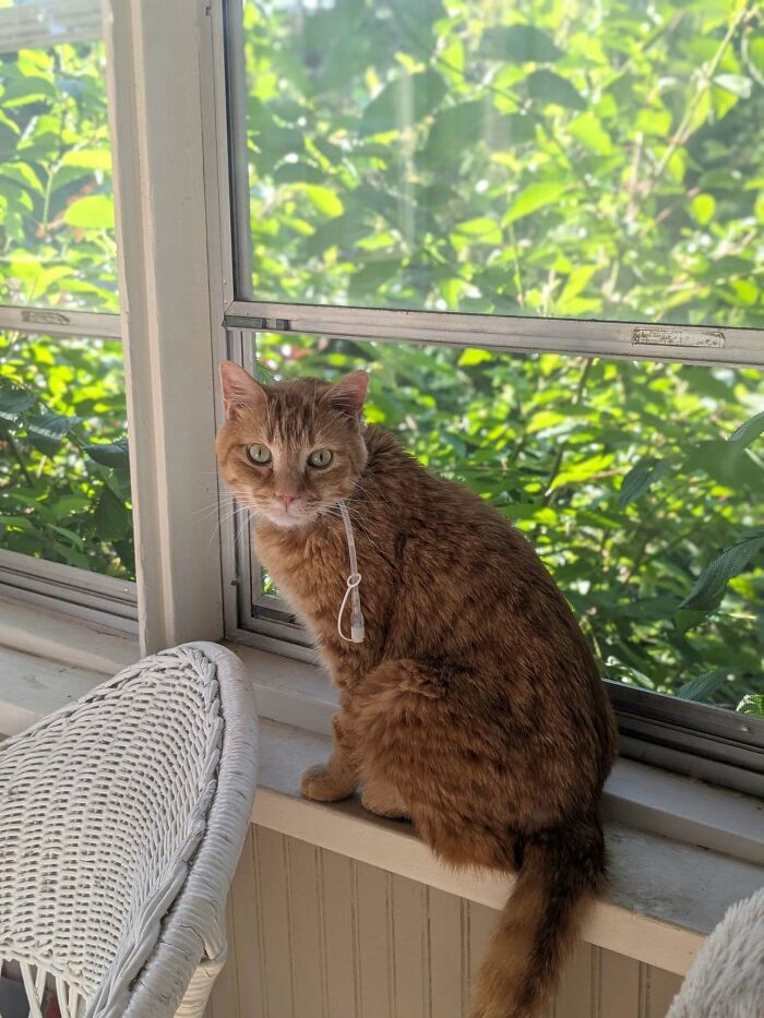 75 Pet Parents Share The Most Hilarious And Crazy Reasons They Had To Pay A Bill At The Vet