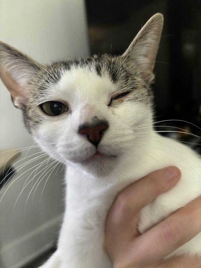 75 Pet Parents Share The Most Hilarious And Crazy Reasons They Had To Pay A Bill At The Vet