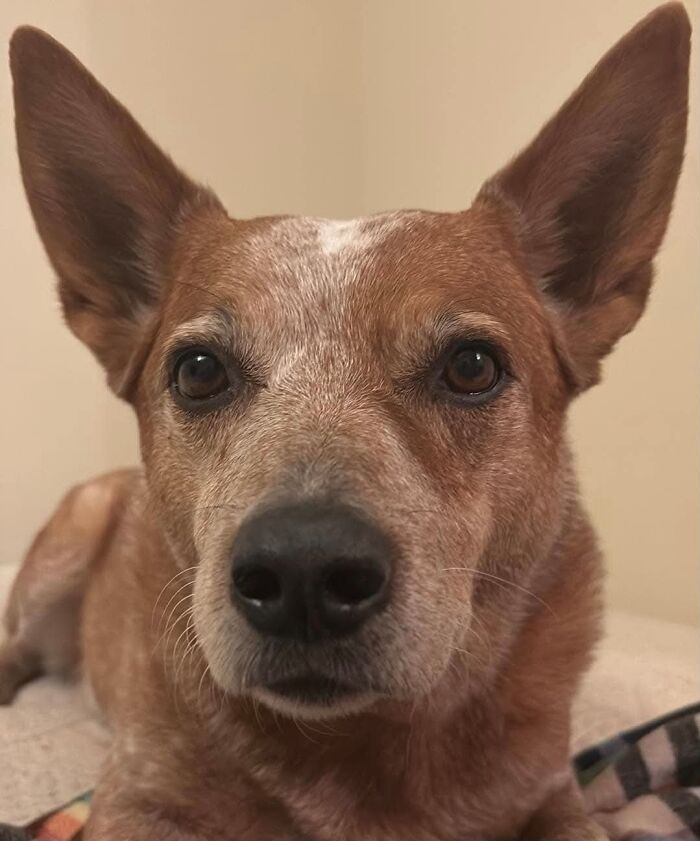 75 Pet Parents Share The Most Hilarious And Crazy Reasons They Had To Pay A Bill At The Vet