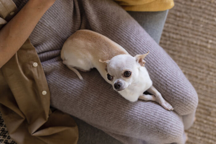75 Pet Parents Share The Most Hilarious And Crazy Reasons They Had To Pay A Bill At The Vet