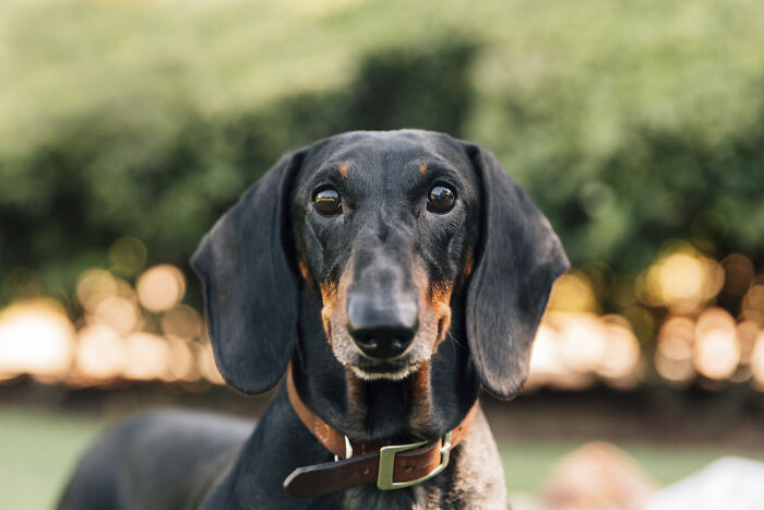 75 Pet Parents Share The Most Hilarious And Crazy Reasons They Had To Pay A Bill At The Vet