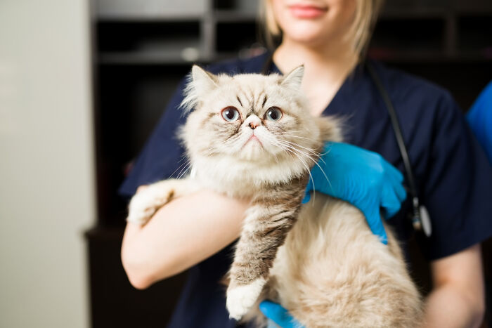 75 Pet Parents Share The Most Hilarious And Crazy Reasons They Had To Pay A Bill At The Vet