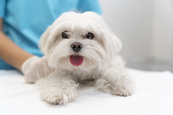 75 Pet Parents Share The Most Hilarious And Crazy Reasons They Had To Pay A Bill At The Vet