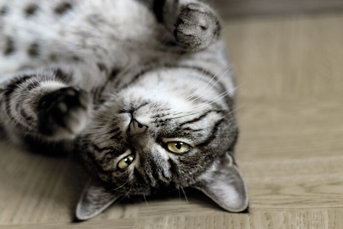 75 Pet Parents Share The Most Hilarious And Crazy Reasons They Had To Pay A Bill At The Vet