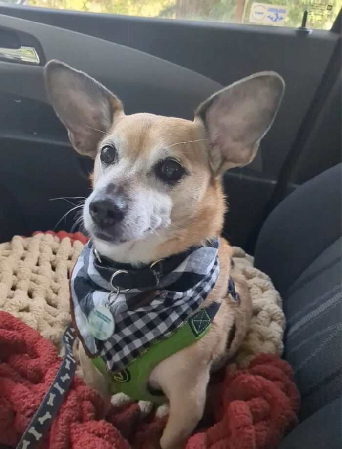 75 Pet Parents Share The Most Hilarious And Crazy Reasons They Had To Pay A Bill At The Vet