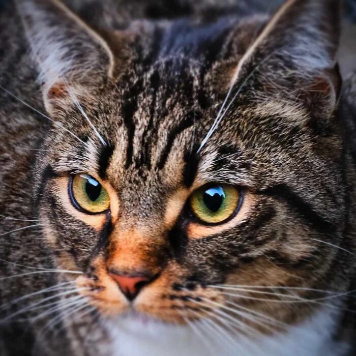 75 Pet Parents Share The Most Hilarious And Crazy Reasons They Had To Pay A Bill At The Vet
