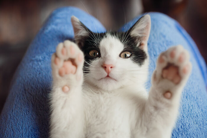 75 Pet Parents Share The Most Hilarious And Crazy Reasons They Had To Pay A Bill At The Vet
