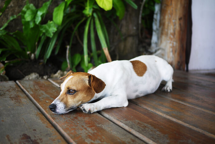 75 Pet Parents Share The Most Hilarious And Crazy Reasons They Had To Pay A Bill At The Vet