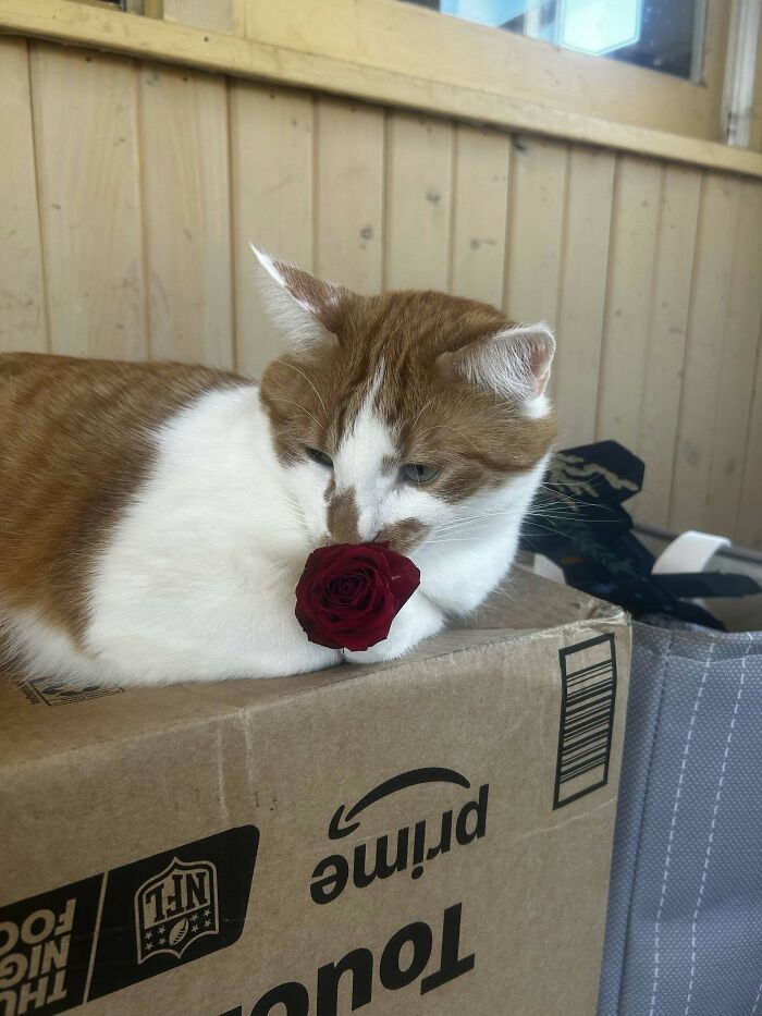 75 Pet Parents Share The Most Hilarious And Crazy Reasons They Had To Pay A Bill At The Vet