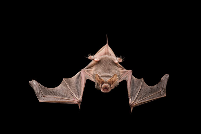 Bat Bombs: The Unbelievable WWII Superweapon That Almost Happened, But Never Would Have Worked Bat Bombs: The Unbelievable WWII Superweapon That Almost Happened, But Never Would Have Worked