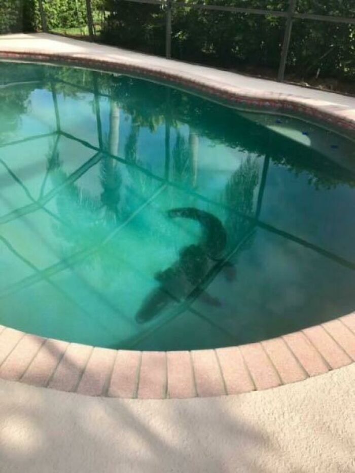 73 Unhinged Moments That Could Only Happen In Florida 73 Unhinged Moments That Could Only Happen In Florida