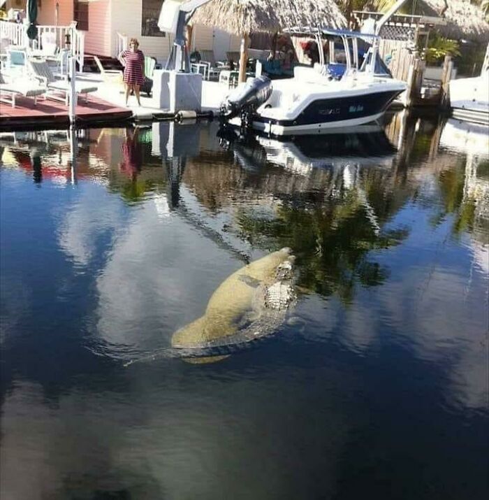 73 Unhinged Moments That Could Only Happen In Florida 73 Unhinged Moments That Could Only Happen In Florida