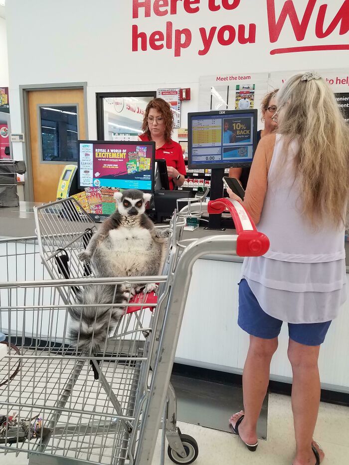73 Unhinged Moments That Could Only Happen In Florida 73 Unhinged Moments That Could Only Happen In Florida