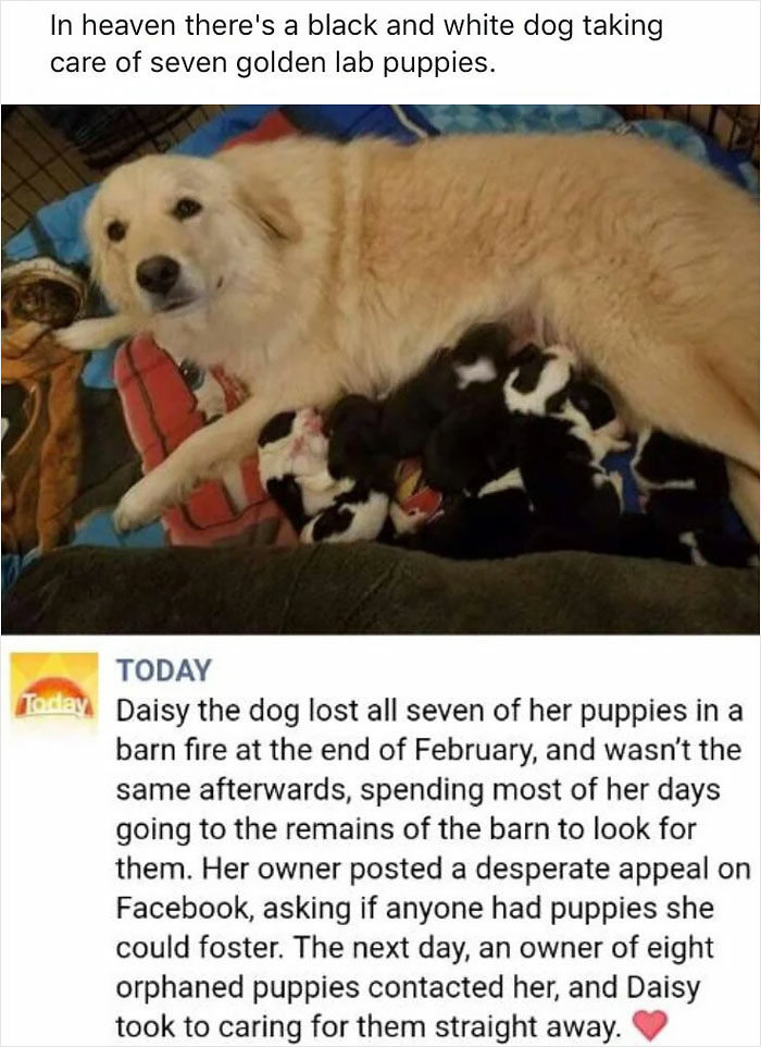 102 Wholesome Posts That Feel Like A Tiny Break From Everything Going Wrong