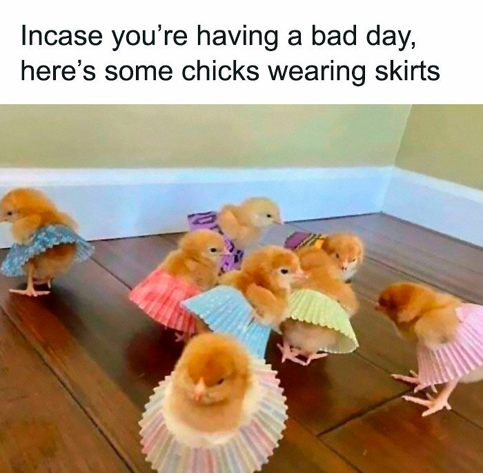 102 Wholesome Posts That Feel Like A Tiny Break From Everything Going Wrong