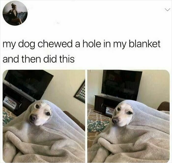 102 Wholesome Posts That Feel Like A Tiny Break From Everything Going Wrong