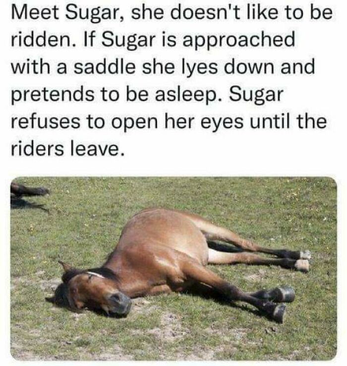 102 Wholesome Posts That Feel Like A Tiny Break From Everything Going Wrong