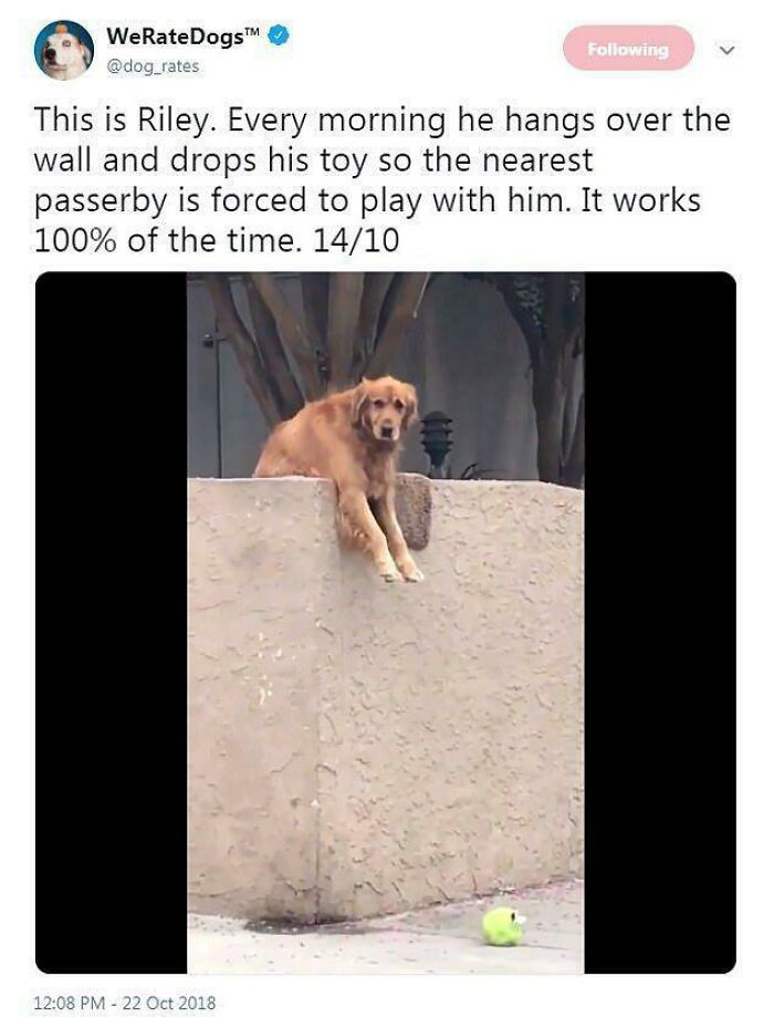 102 Wholesome Posts That Feel Like A Tiny Break From Everything Going Wrong