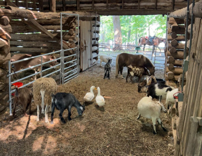 Officer Facing Backlash After Entering Family’s Pasture Without Permission And Firing On Their Baby Pet Donkey Officer Facing Backlash After Entering Family’s Pasture Without Permission And Firing On Their Baby Pet Donkey