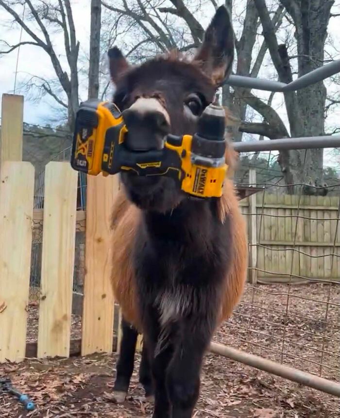 Officer Facing Backlash After Entering Family’s Pasture Without Permission And Firing On Their Baby Pet Donkey Officer Facing Backlash After Entering Family’s Pasture Without Permission And Firing On Their Baby Pet Donkey