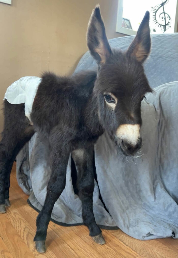 Officer Facing Backlash After Entering Family’s Pasture Without Permission And Firing On Their Baby Pet Donkey Officer Facing Backlash After Entering Family’s Pasture Without Permission And Firing On Their Baby Pet Donkey
