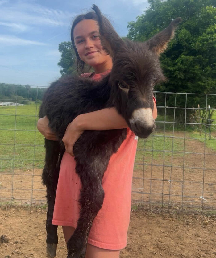 Officer Facing Backlash After Entering Family’s Pasture Without Permission And Firing On Their Baby Pet Donkey Officer Facing Backlash After Entering Family’s Pasture Without Permission And Firing On Their Baby Pet Donkey