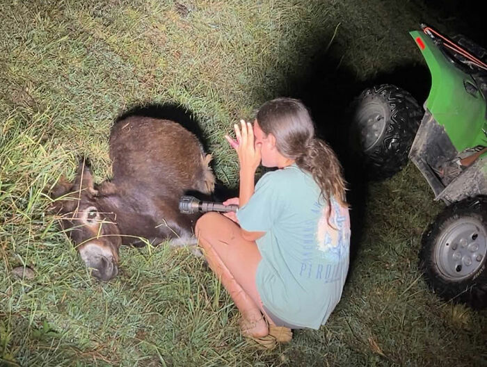 Officer Facing Backlash After Entering Family’s Pasture Without Permission And Firing On Their Baby Pet Donkey Officer Facing Backlash After Entering Family’s Pasture Without Permission And Firing On Their Baby Pet Donkey