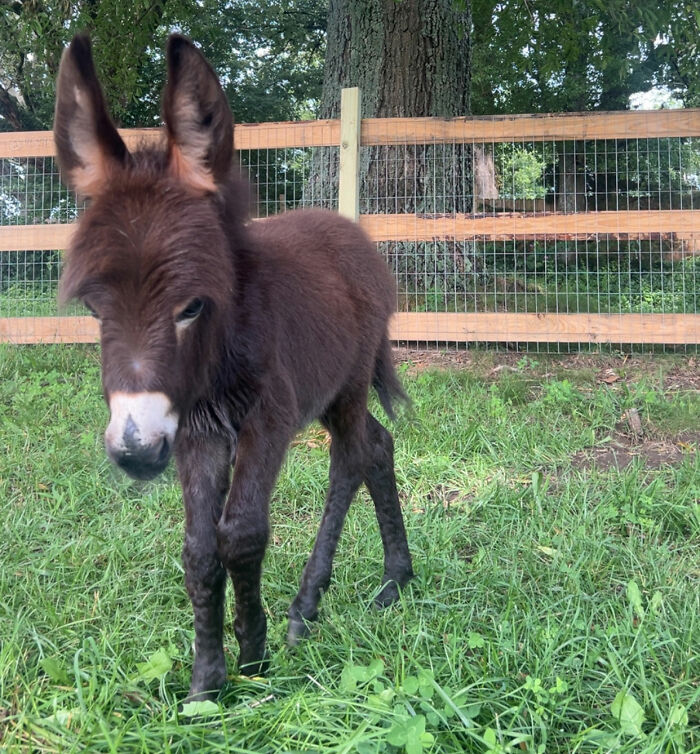 Officer Facing Backlash After Entering Family’s Pasture Without Permission And Firing On Their Baby Pet Donkey Officer Facing Backlash After Entering Family’s Pasture Without Permission And Firing On Their Baby Pet Donkey